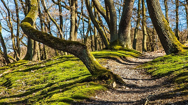 Wanderpfad unter Bäumen bei Sonnenschein